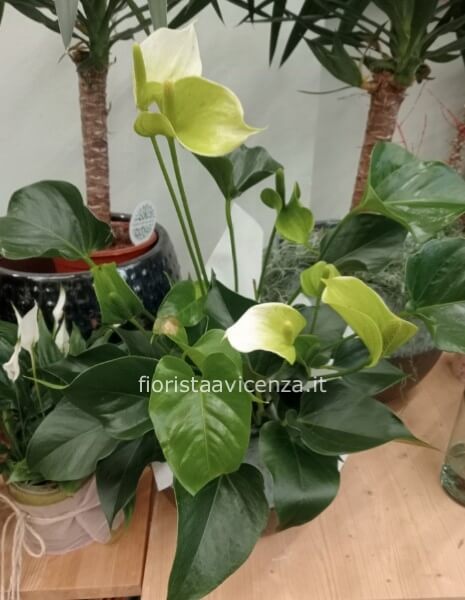 Pianta di anthurium media