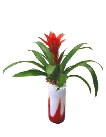 Pianta di guzmania. Il prezzo è senza coprivaso in ceramica.