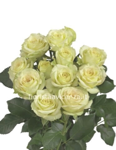 rose