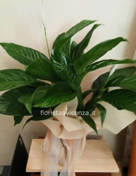 Spathifillum Clean Air