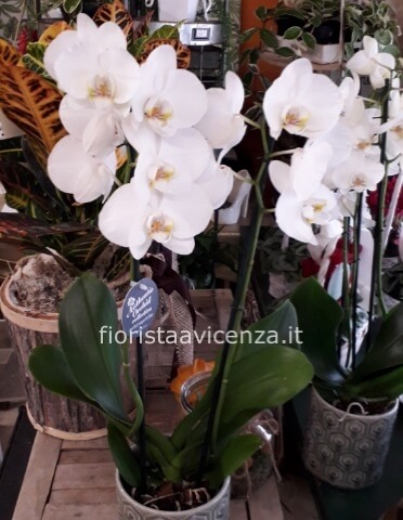Pianta di phaleonopsis a 2 steli vari