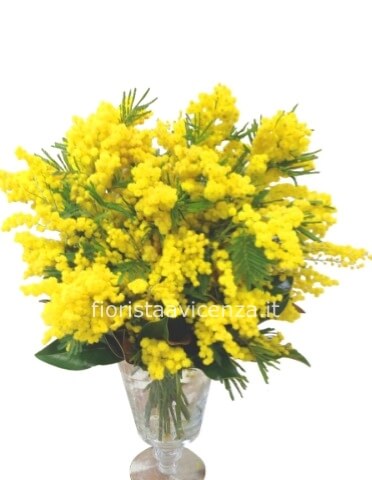 Bouquet mimosa