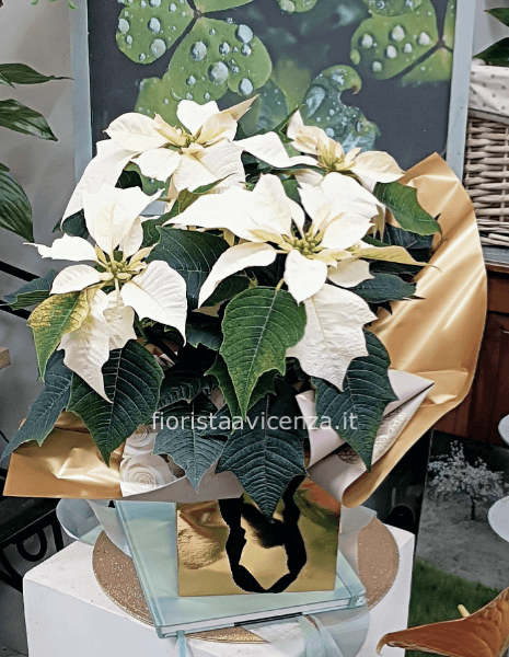 Stella di Natale bianca in flower box