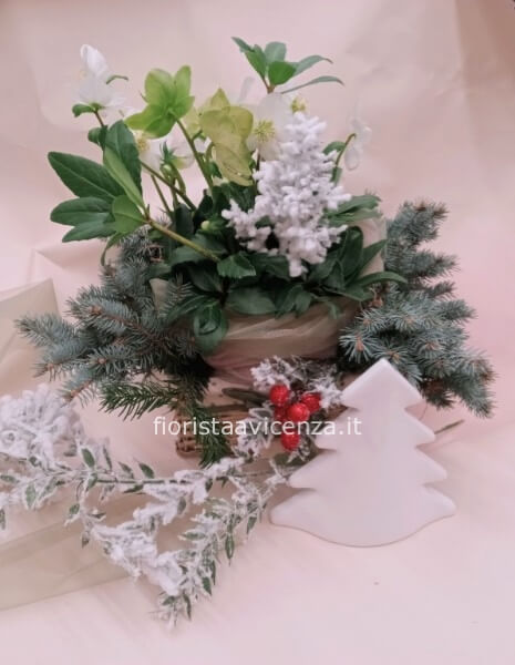 Helleborus Merry XMas White