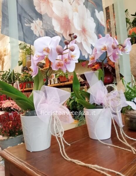 Pianta Orchidea Phalenopisis