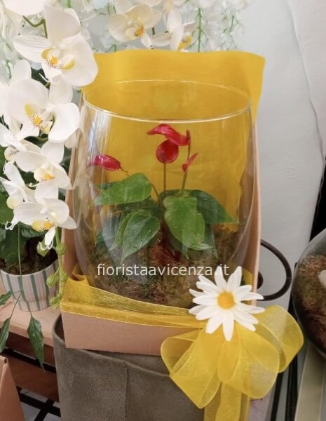 Anthurium terrarium My love