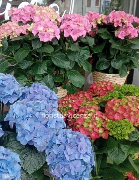 Ortensie extra colori vari