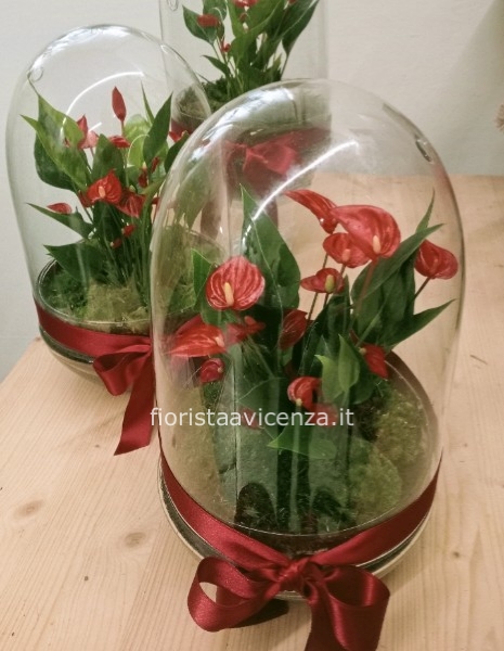 Anthurium Petit Amour
