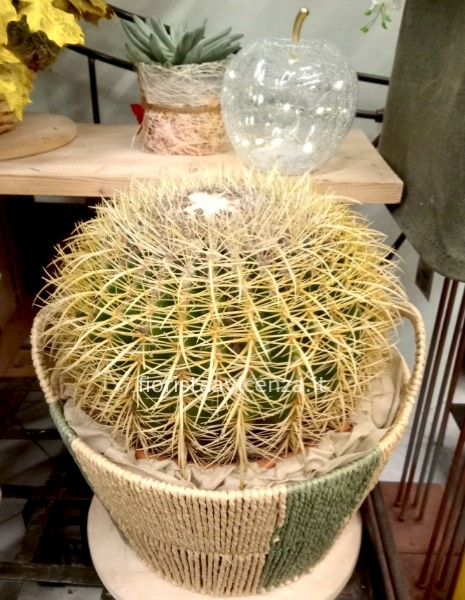 Pianta  Echinocactus Grusonii (cuscino della suocera) 