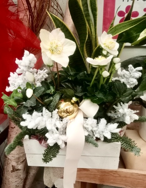 Helleborus Rosa di Natale