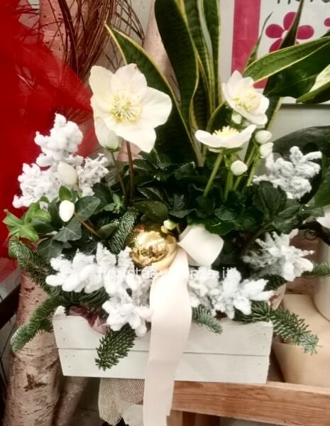 Helleborus Rosa di Natale