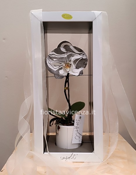 Orchidea Phalenopisis Arto